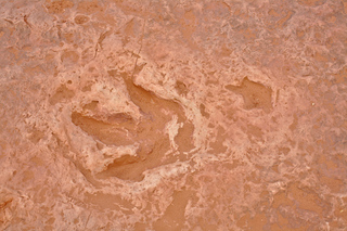 Another Dinosaur Footprint
