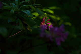 Sunlit Flower