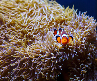 Clownfish like Nemo
